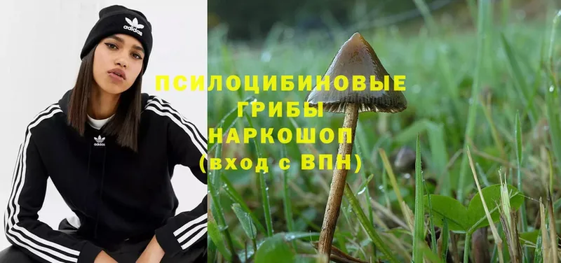 Псилоцибиновые грибы Magic Shrooms  мега ссылки  Болотное 